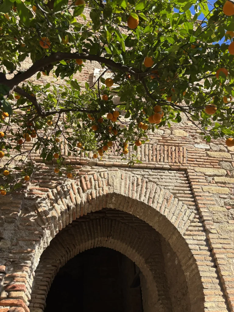 Porta dell’Alcazaba di Málaga con il classico arco arabo e albero di arance amare di contorno