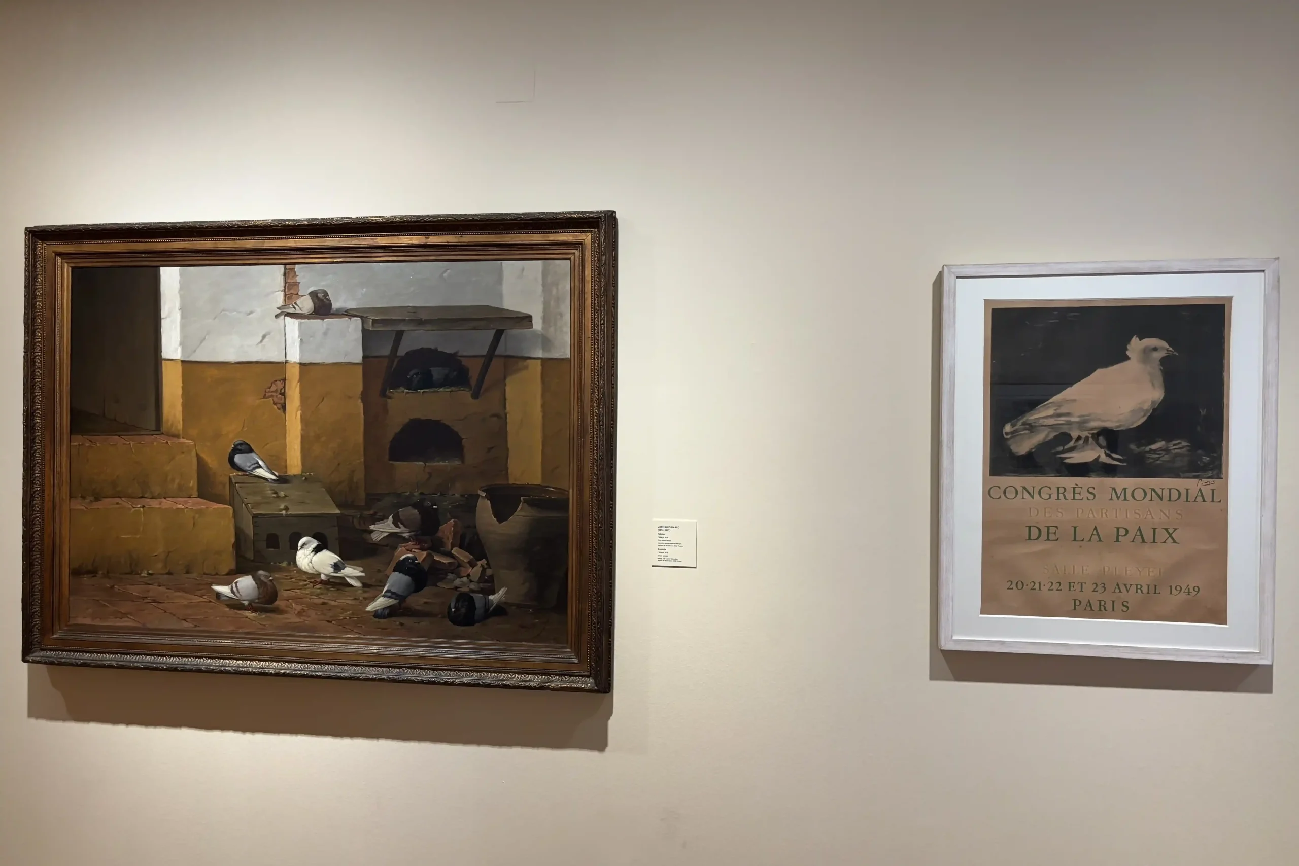 Le palomas di Pablo Picasso esposte al Museo Casa Natal de Picasso a Málaga
