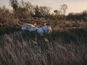Cavallo bianco della Camargue tra canneti al tramonto