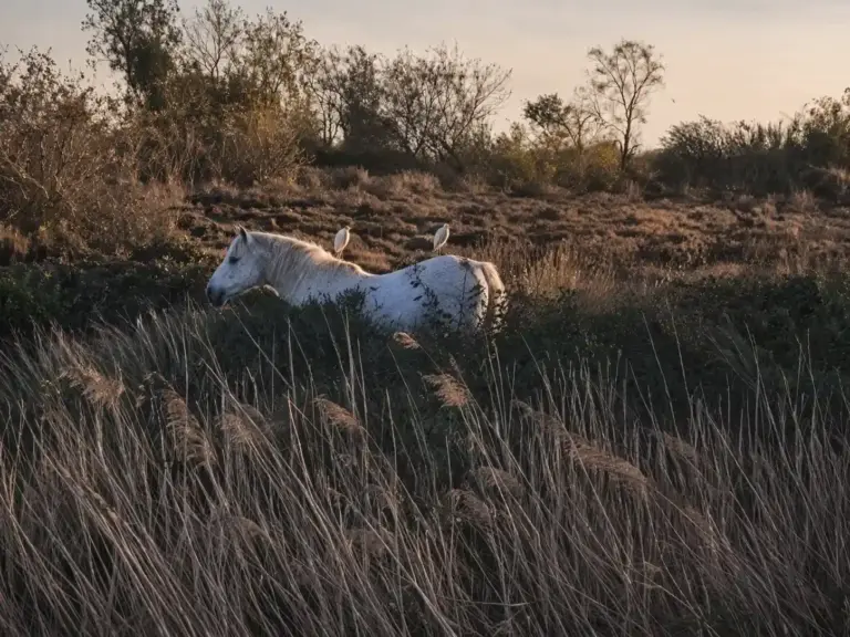 Cavallo bianco della Camargue tra canneti al tramonto