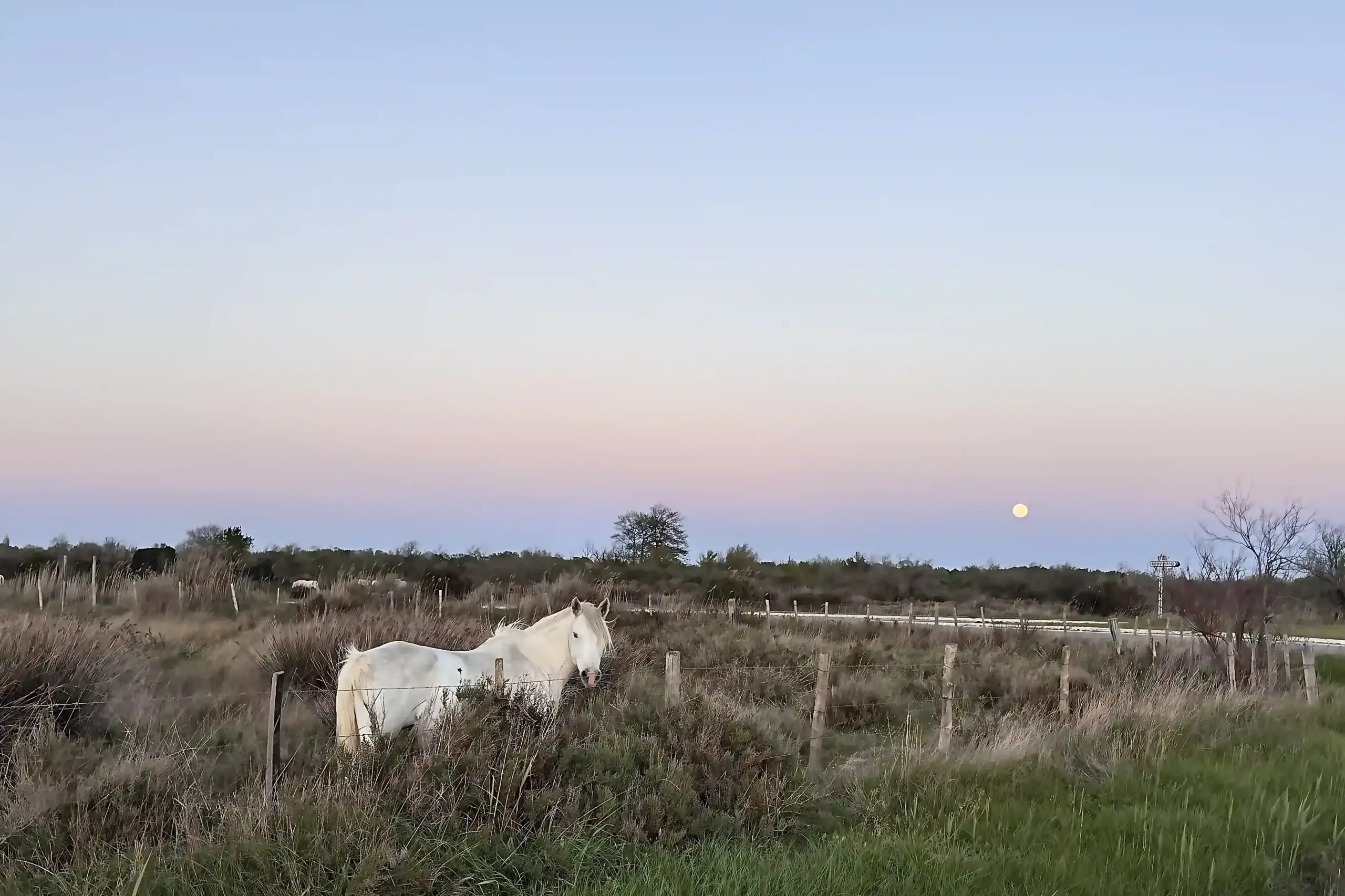 Cavallo della Camargue al pascolo in ambiente naturale