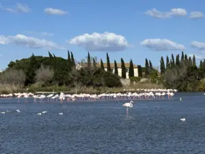 Fenicotteri rosa nella Camargue in uno stagno con acqua e vegetazione nel Parc Ornitologico del Pont de Gau
