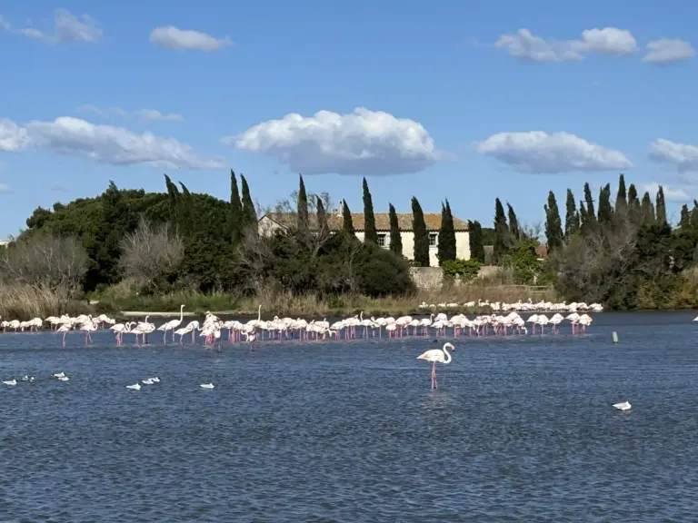 Fenicotteri rosa nella Camargue in uno stagno con acqua e vegetazione nel Parc Ornitologico del Pont de Gau
