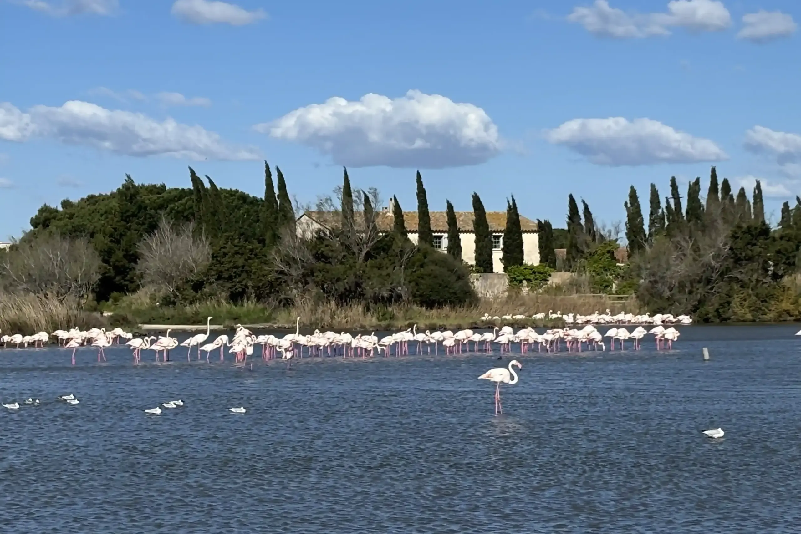 Fenicotteri rosa nella Camargue in uno stagno con acqua e vegetazione nel Parc Ornitologico del Pont de Gau
