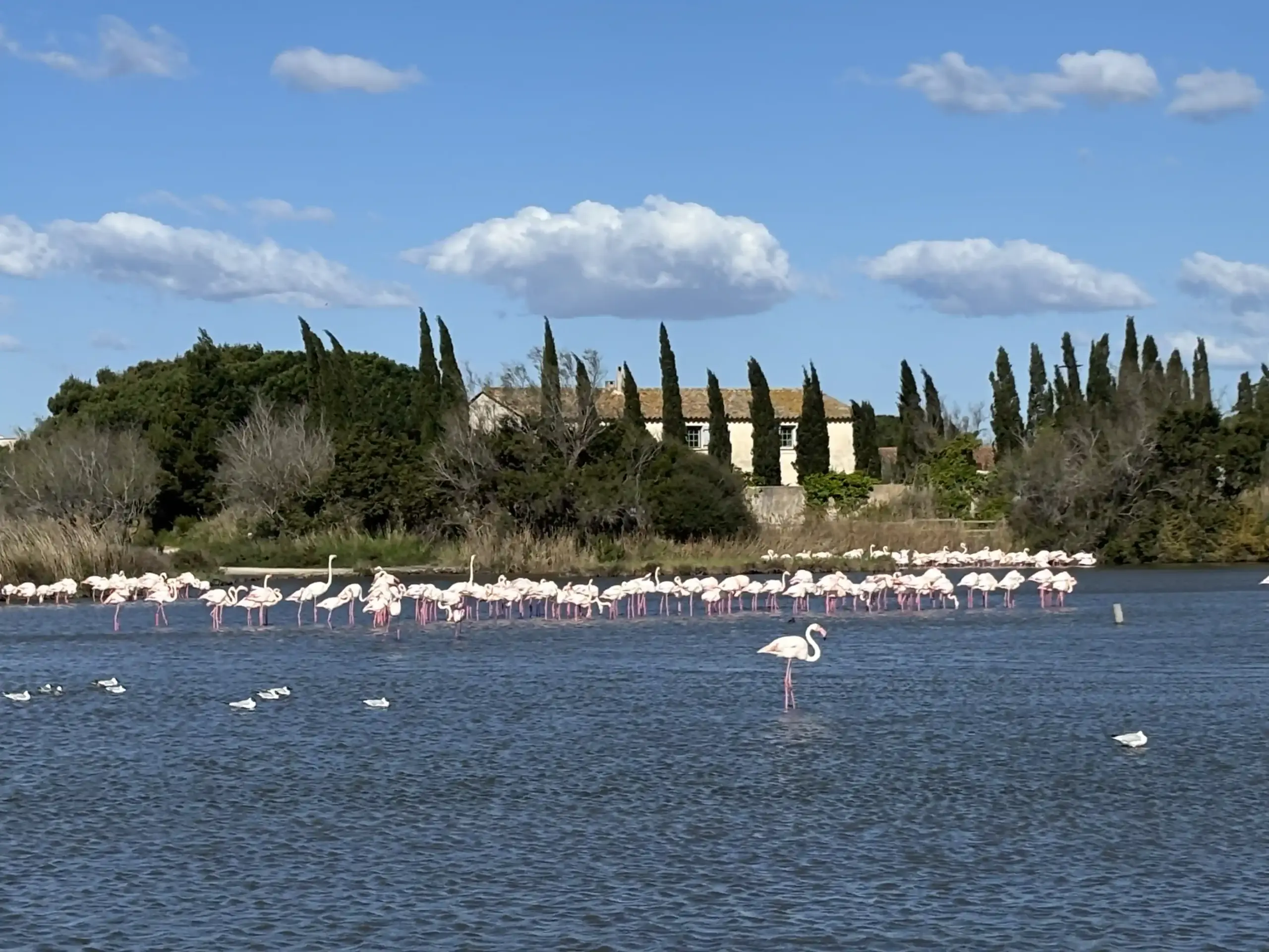 Fenicotteri rosa nella Camargue in uno stagno con acqua e vegetazione nel Parc Ornitologico del Pont de Gau