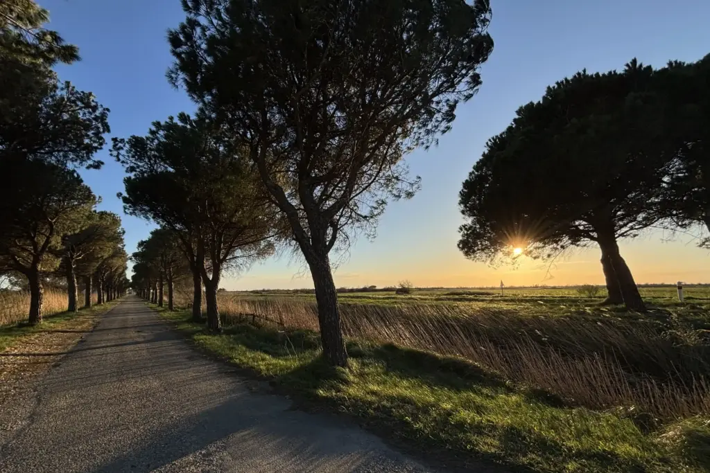 strada in camargue al tramonto con alberi e paesaggio naturale
