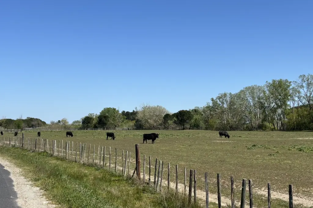 tori neri della camargue al pascolo in un campo aperto