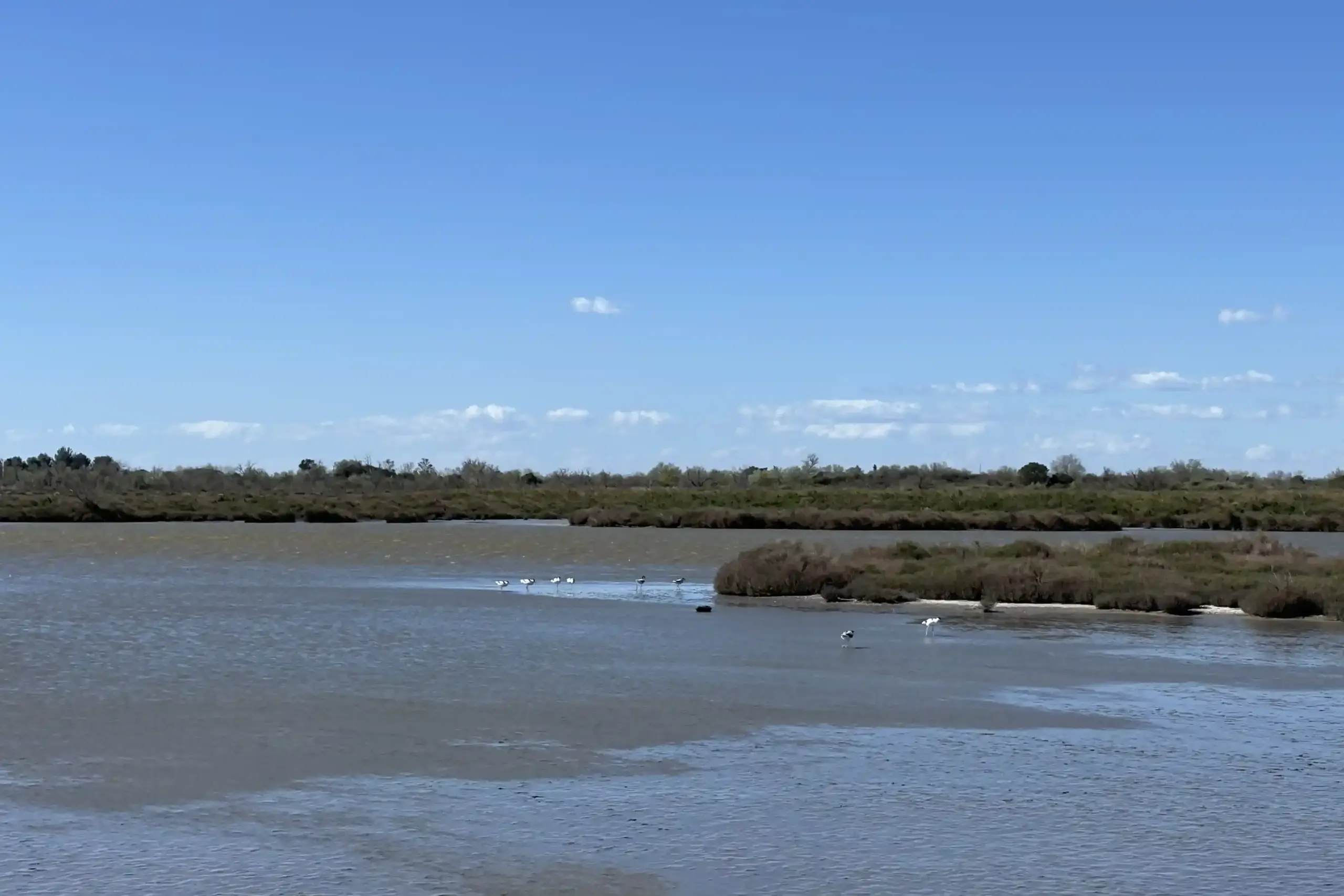 Laguna della Camargue con acqua bassa, isolotti e uccelli acquatici