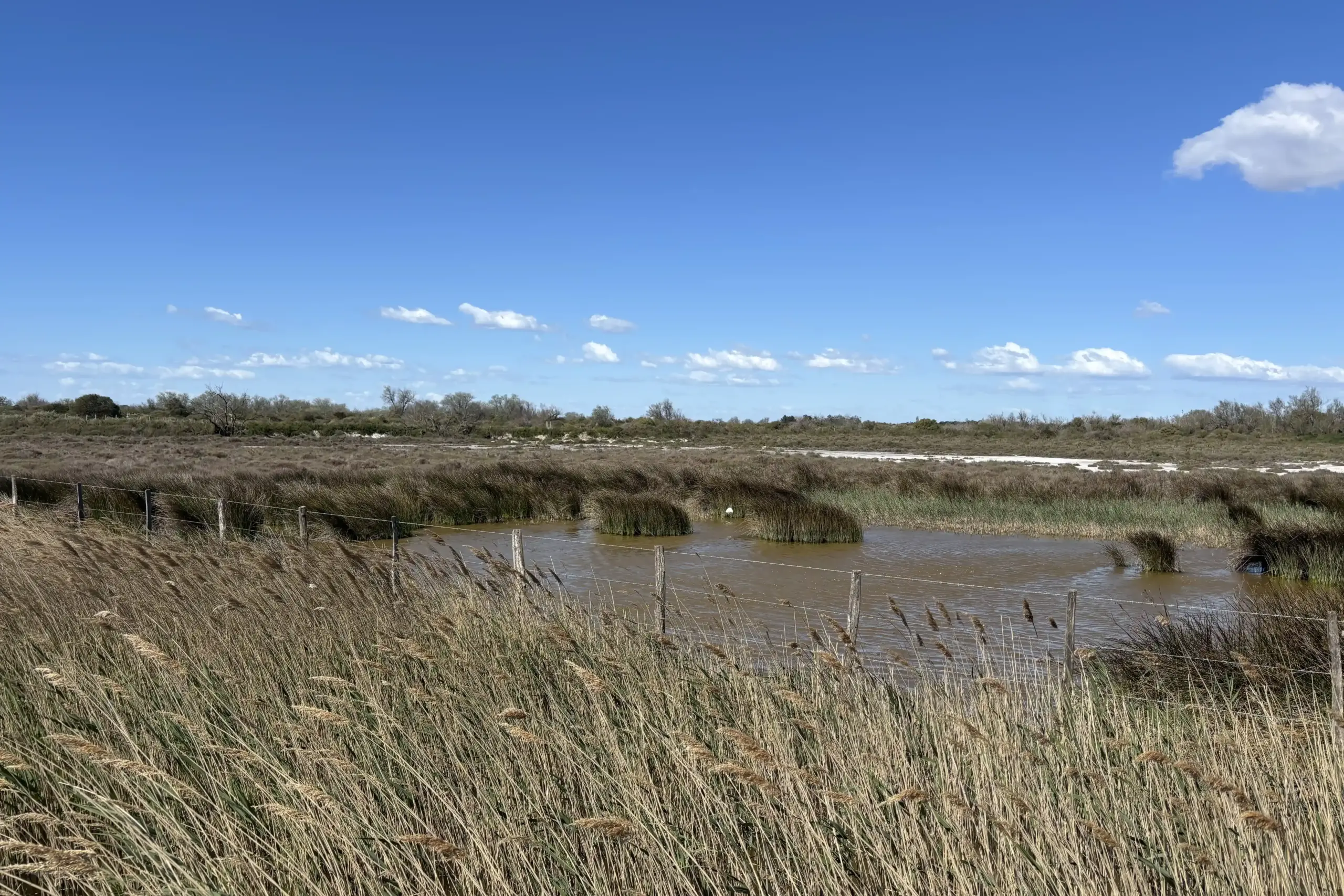 Parque Nacional de Doñana con paludi, vegetazione e paesaggio naturale dell’Andalusia