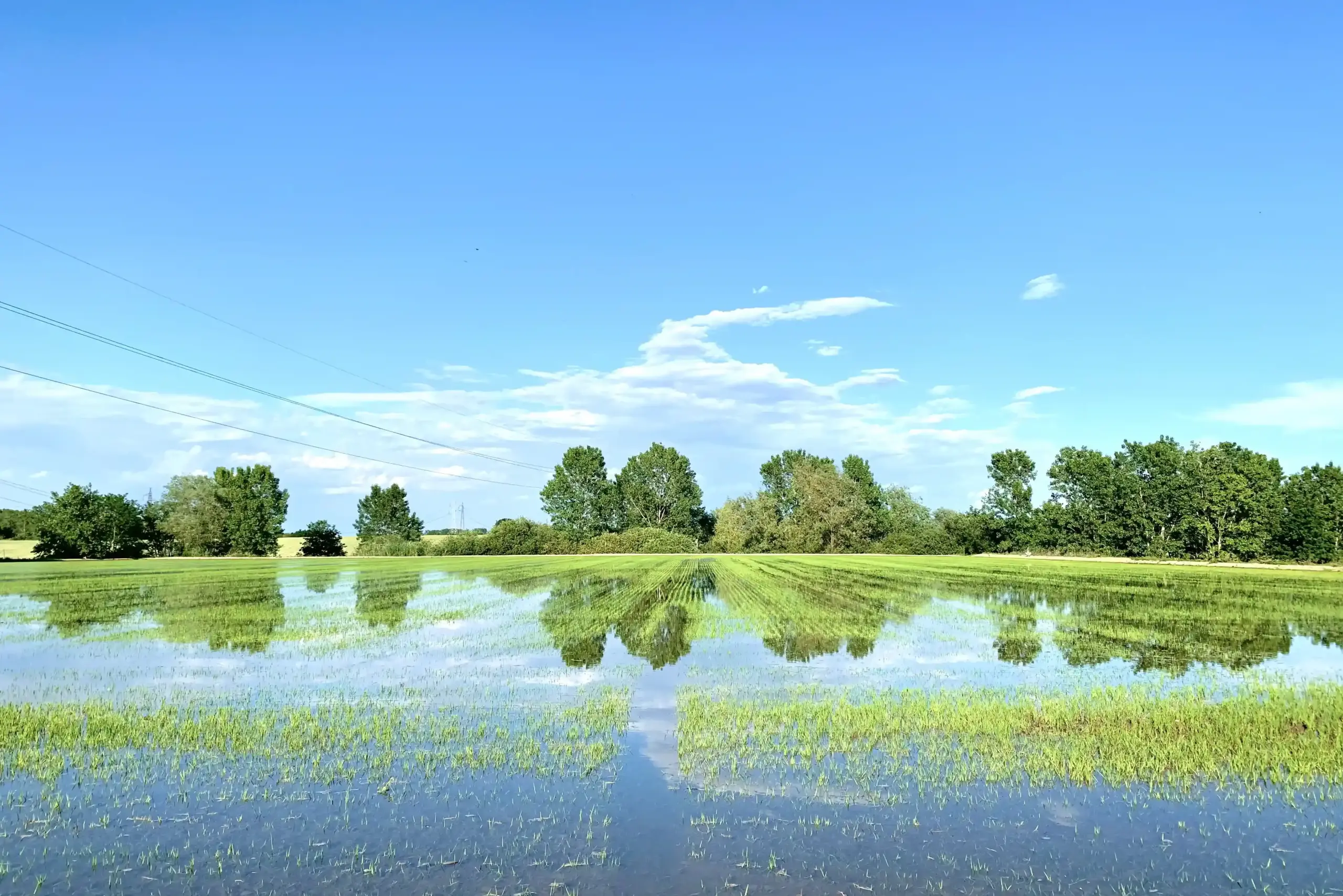 risaie della Camargue tra fine aprile e inizio maggio