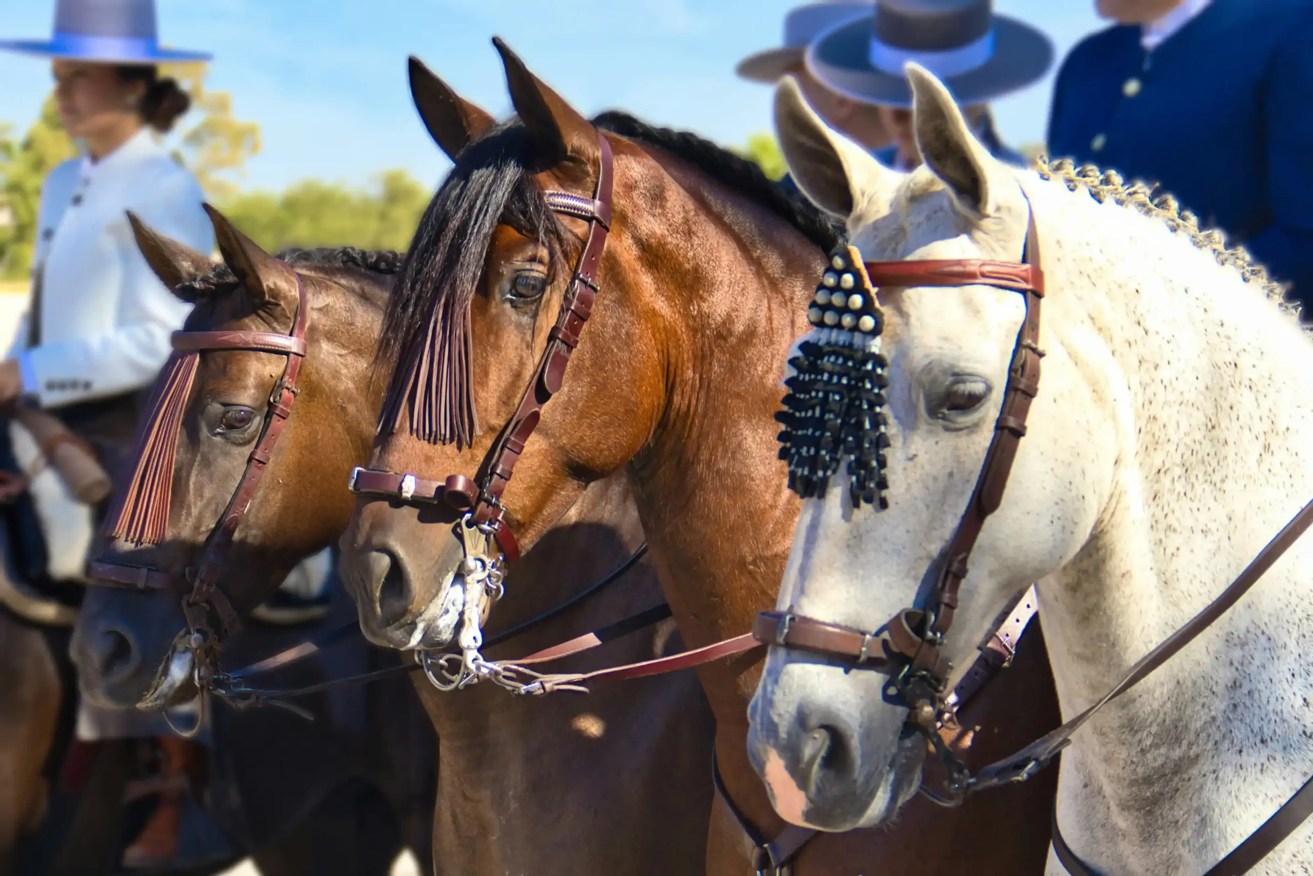 Cavalli andalusi durante una manifestazione equestre tradizionale a Córdoba, nelle Scuderias Reales