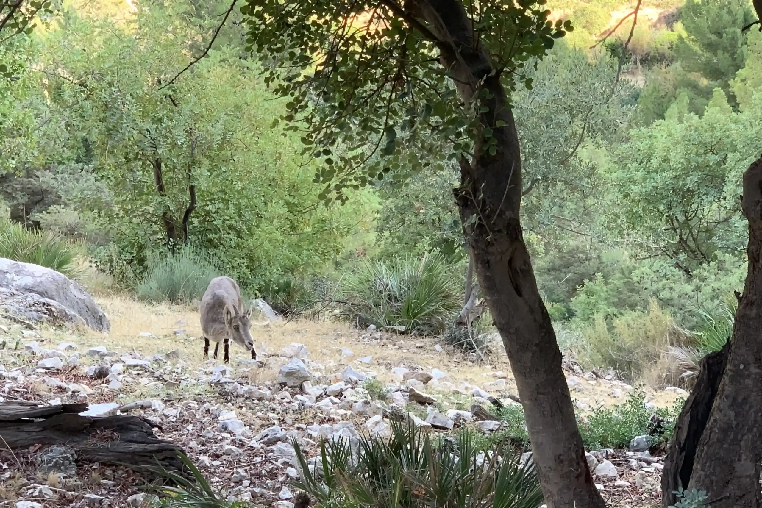 Giovane stambecco iberico osservato nel bosco del Desfiladero de los Gaitanes lungo il Caminito del Rey. Parte della fauna del caminito del rey