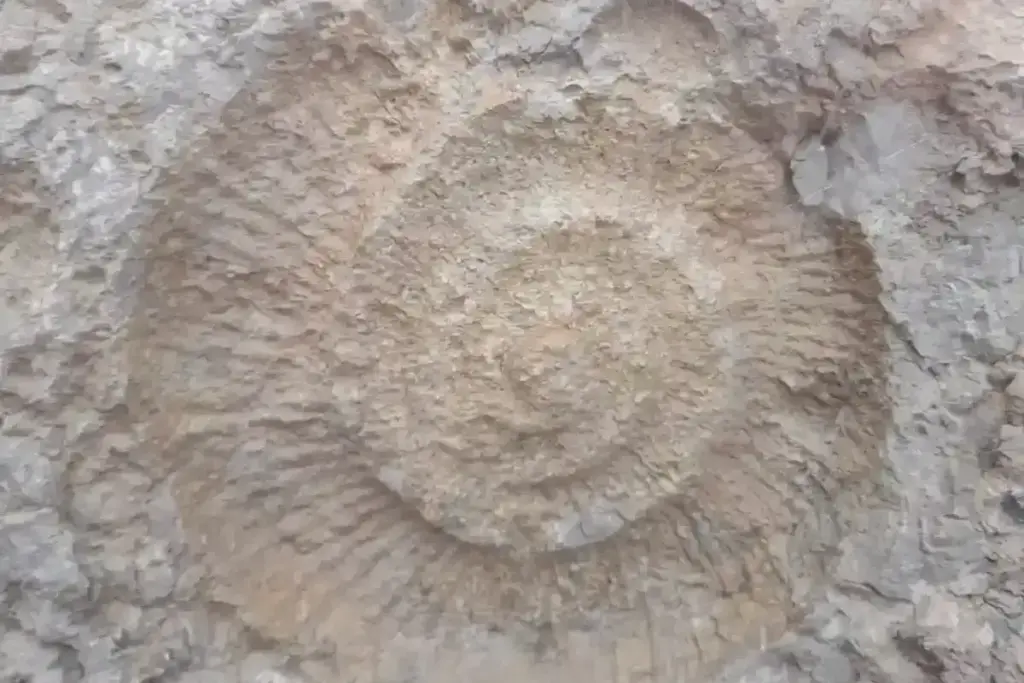 Grande fossile di ammonite visibile nella roccia calcarea lungo il percorso del Caminito del Rey.