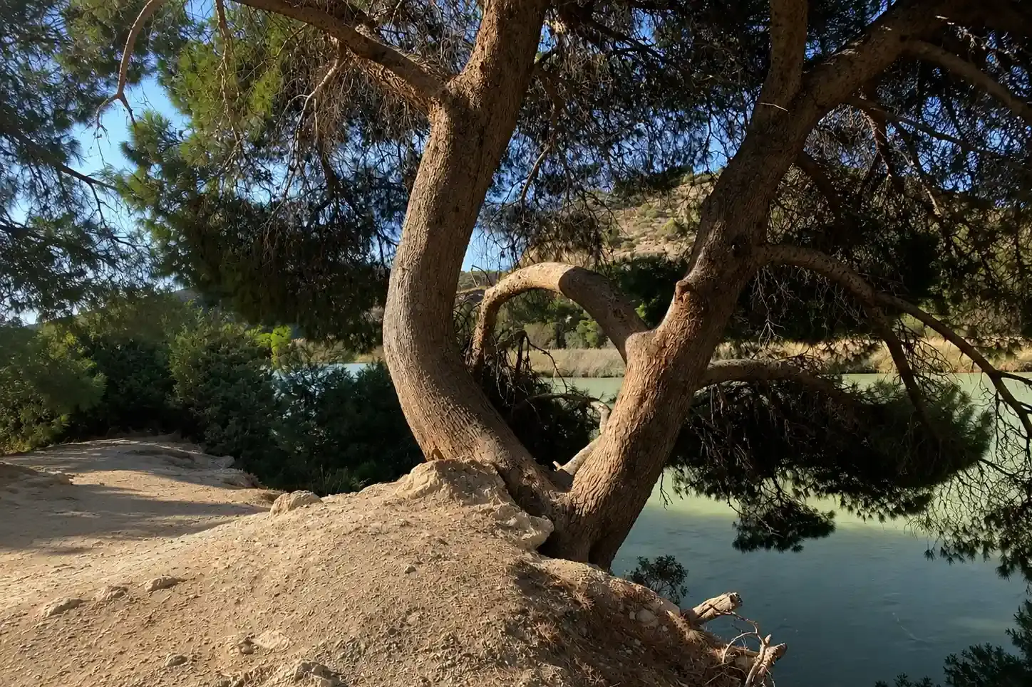 Alberi mediterranei affacciati sulle acque dell'Embalse del Gaitanejo lungo il sentiero di accesso al Caminito del Rey, nella provincia di Málaga.