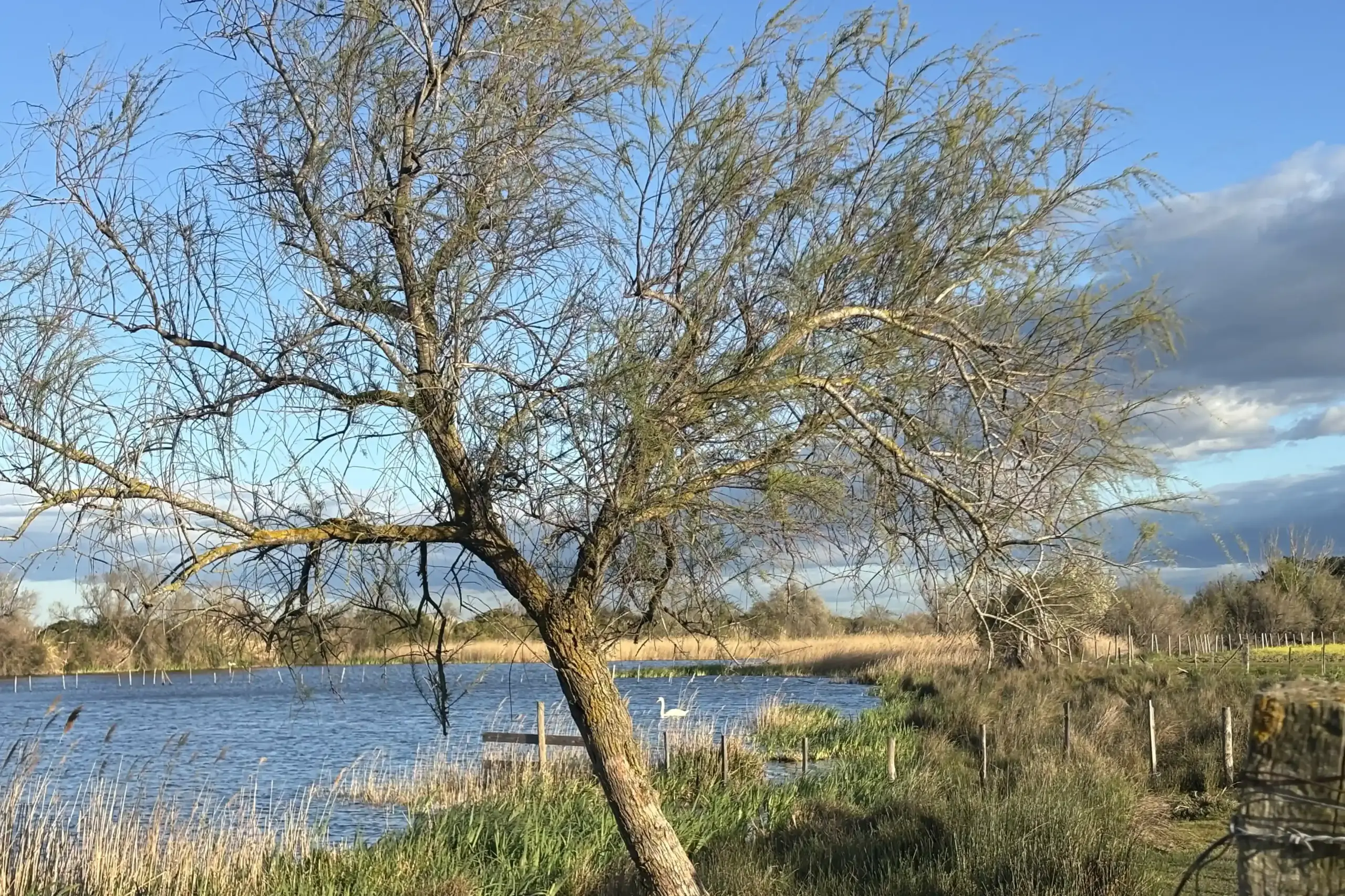 Cisne vulgar blanco nadando en un estanque de la Camarga