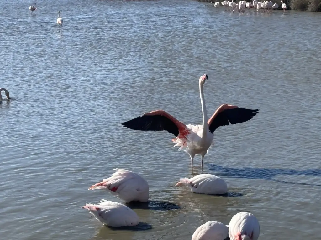 Flamenco rosado con las alas abiertas en el agua en el Parque Ornitológico de Pont de Gau, en la Camarga