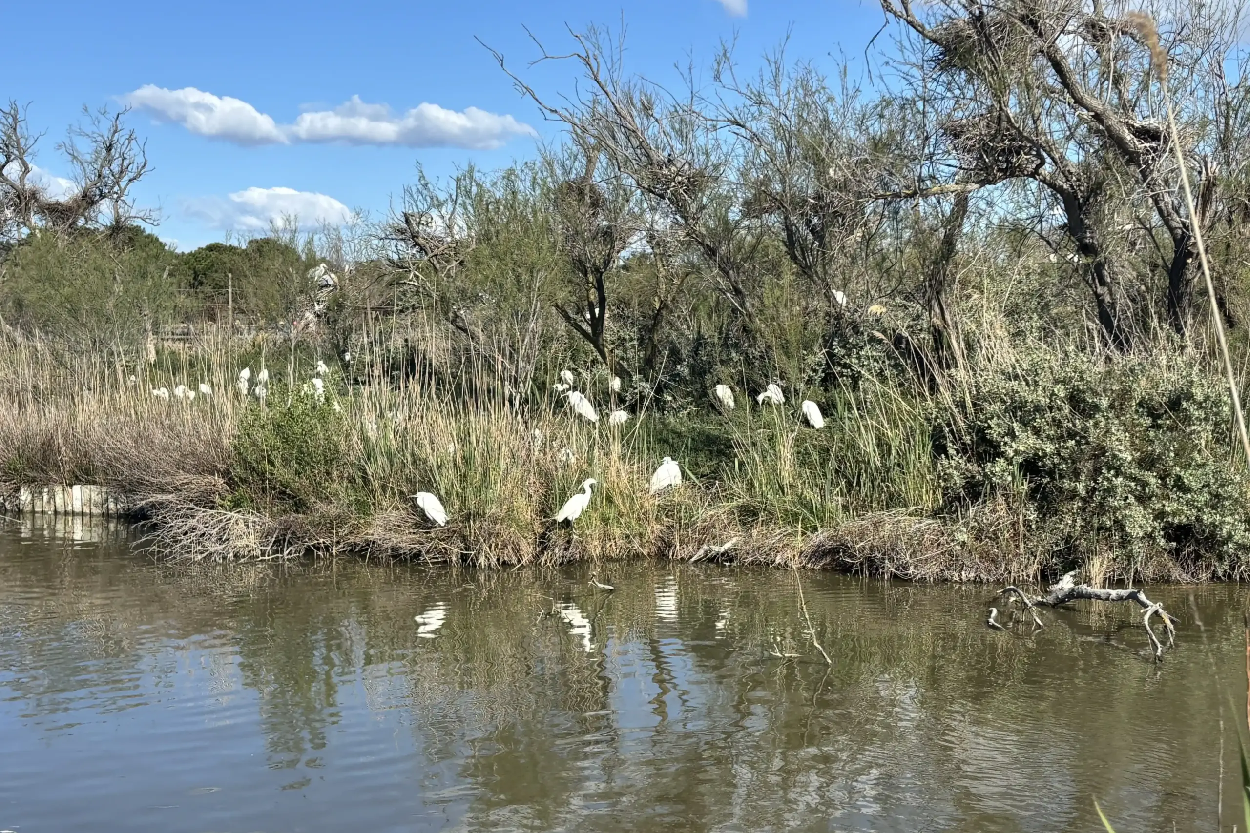 Garcetas blancas entre cañaverales y vegetación palustre en el Parque Ornitológico de Pont de Gau, en la Camarga
