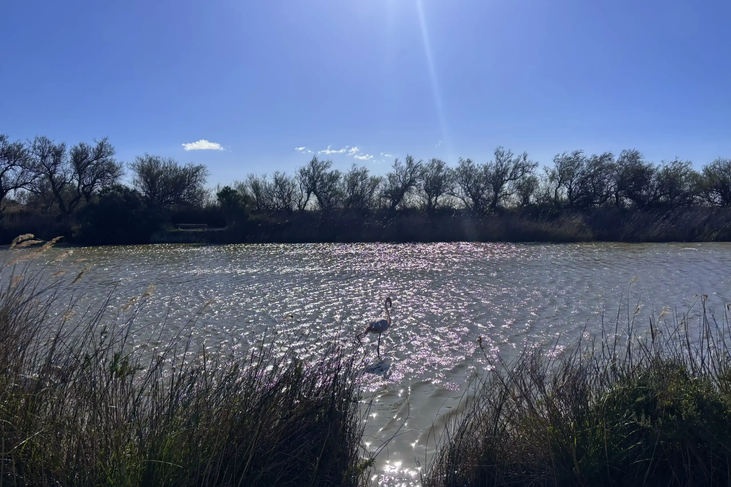 Fenicottero rosa solitario in uno stagno illuminato dal sole al Parco Ornitologico del Pont de Gau in Camargue