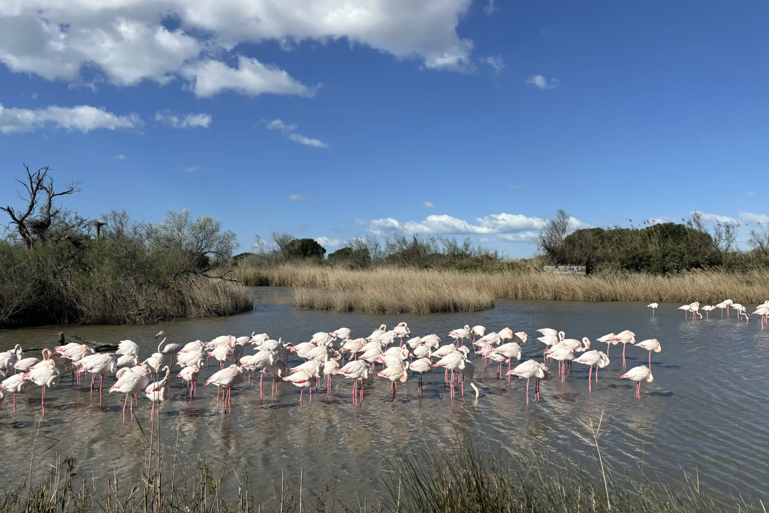 Colonia de flamencos rosados en las aguas del Parque Ornitológico de Pont de Gau, en la Camarga