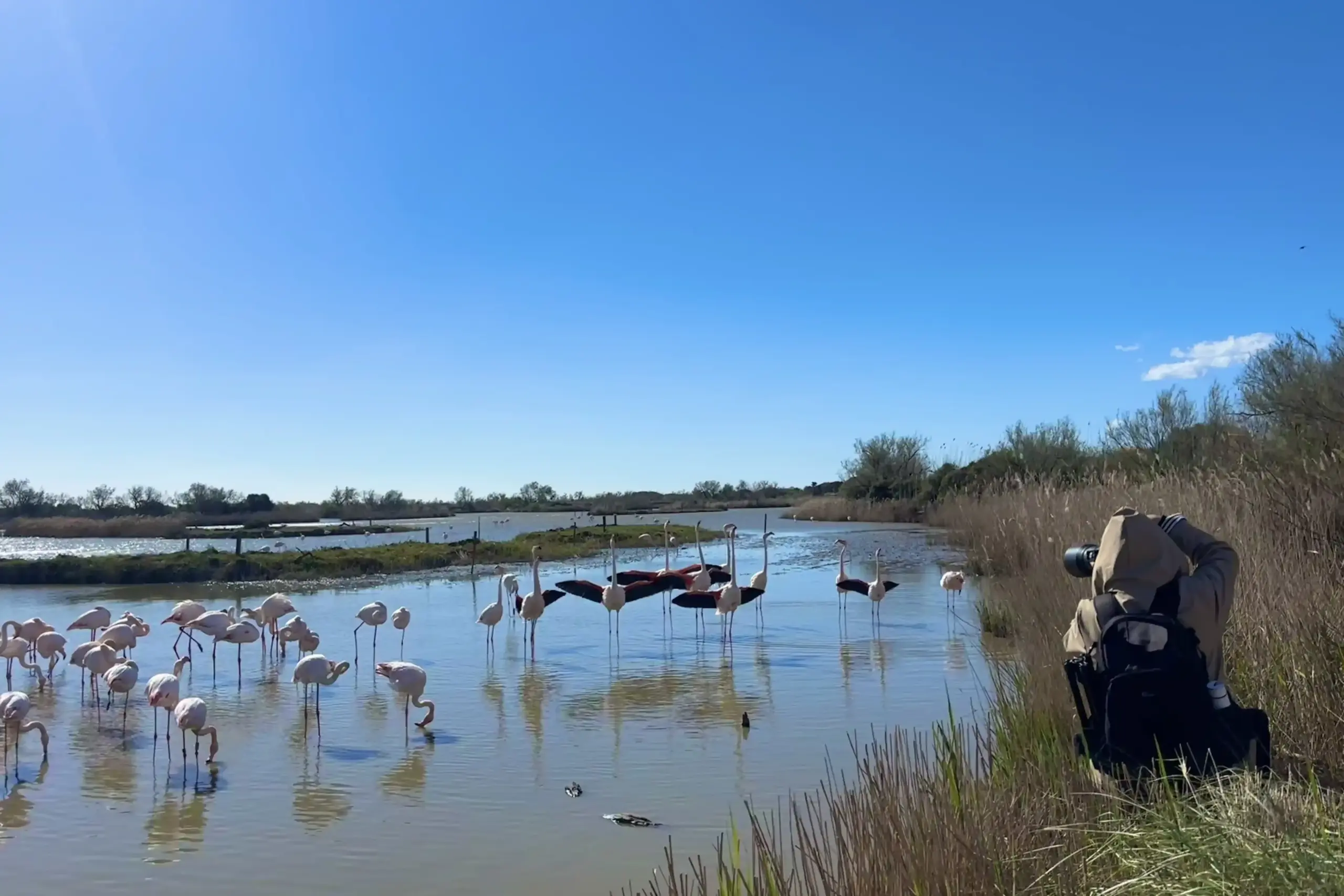 Gruppo di fenicotteri rosa osservati da un fotografo al Parco Ornitologico del Pont de Gau in Camargue