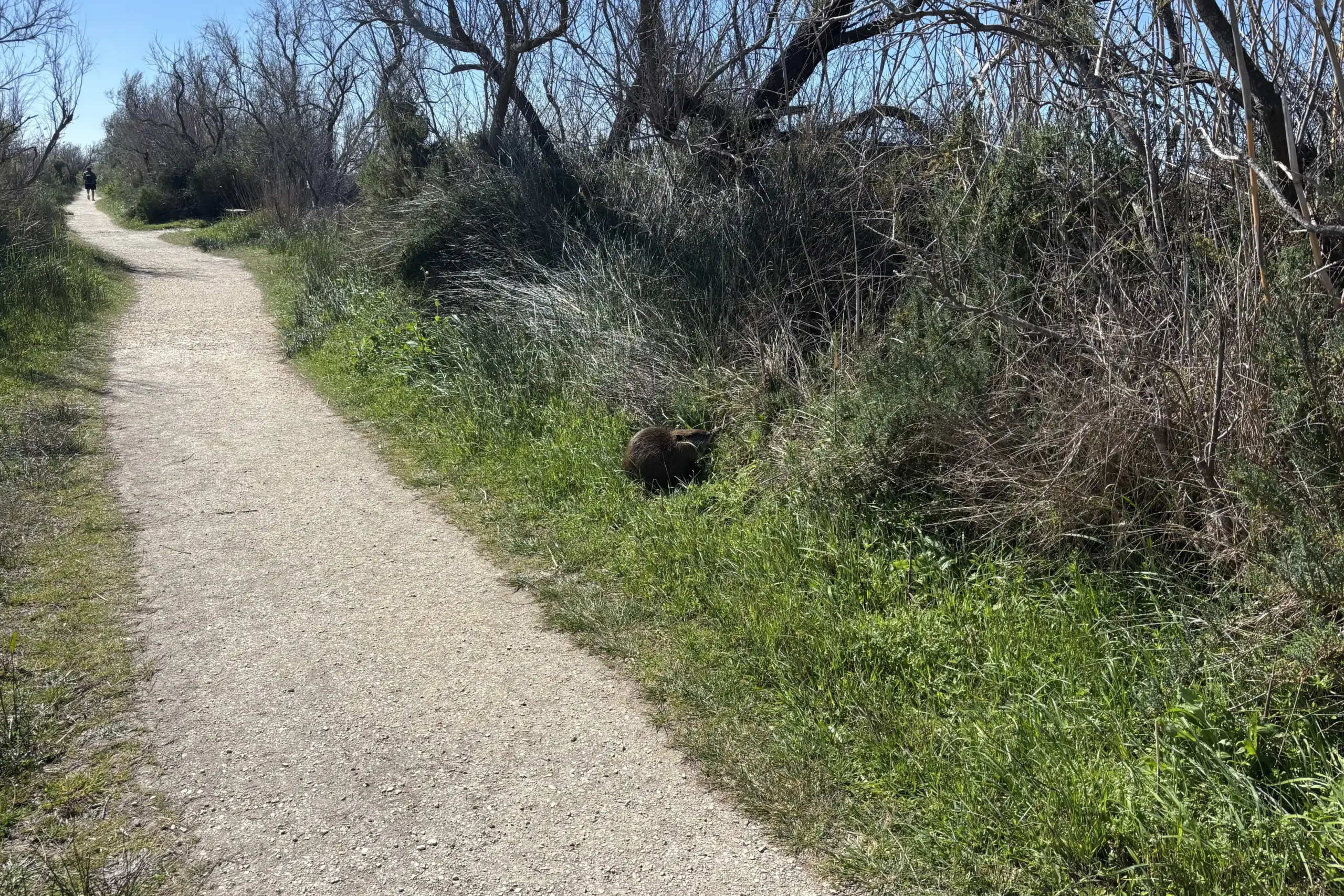 Sendero entre vegetación y animales en el Parque Ornitológico de Pont de Gau, en la Camarga