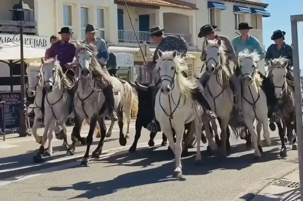 Gardians della Camargue a cavallo durante una sfilata tradizionale nelle strade di Saintes-Maries-de-la-Mer prima dalla course camarguese