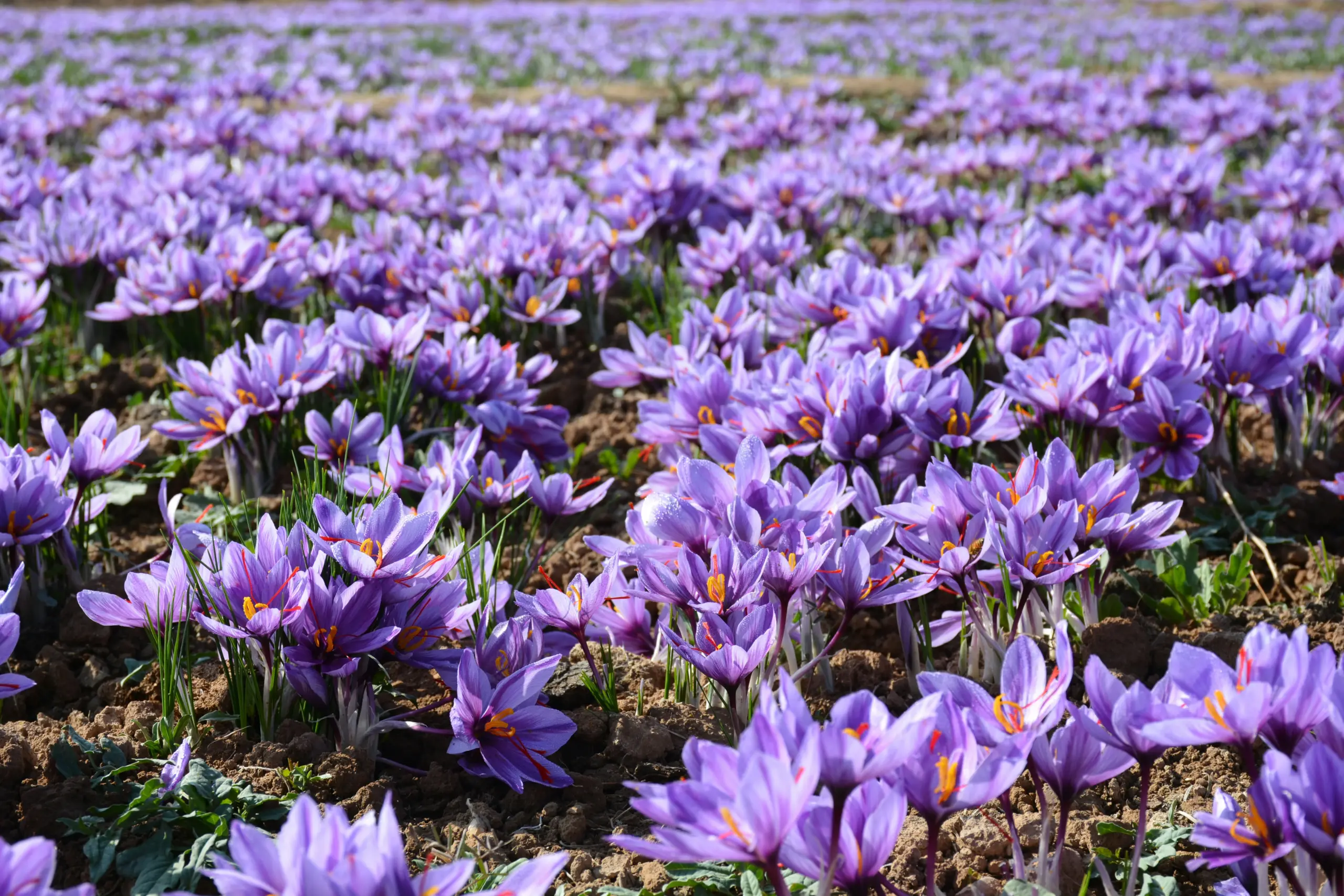 Zafferano della Mancha: Fiori viola di zafferano in un campo della Mancha pronti per la raccolta