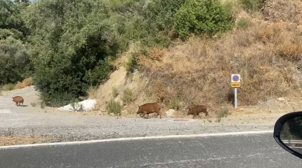 Cinghiali incontrati lungo la strada verso il parcheggio del Charco del Canalón a Istán
