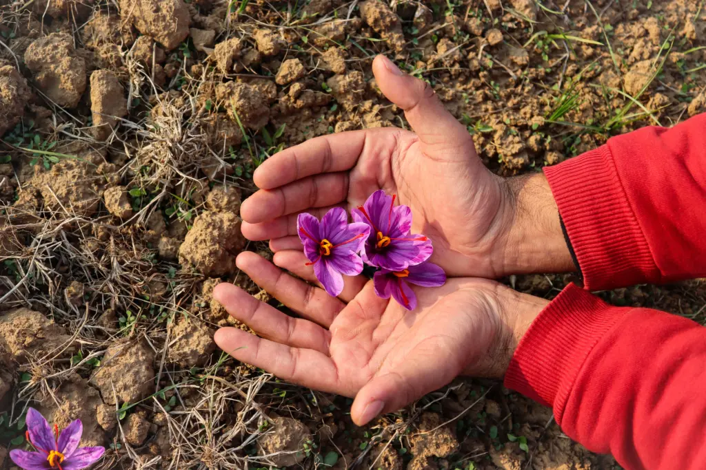 Fiori di zafferano appena raccolti durante la raccolta nella Mancha