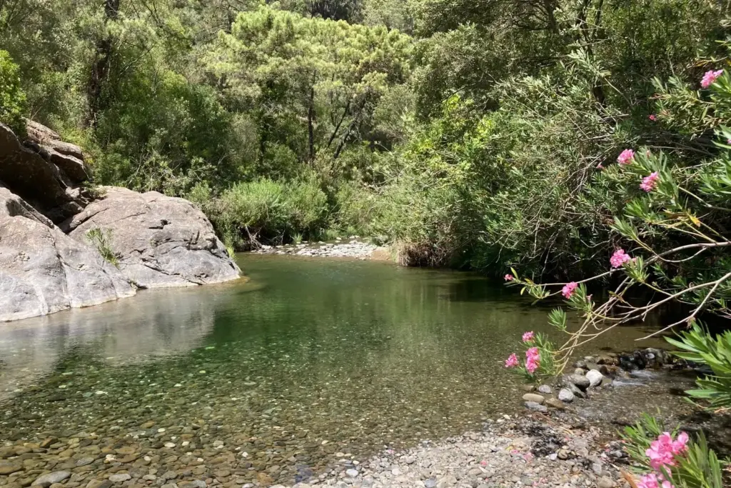 Pozza naturale nel Río Verde di Istán circondata da oleandri in fiore