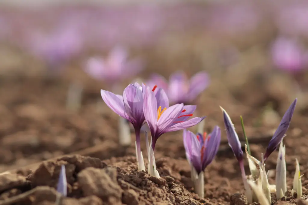 Fiore di Crocus sativus con gli stigmi rossi dello zafferano nella Mancha