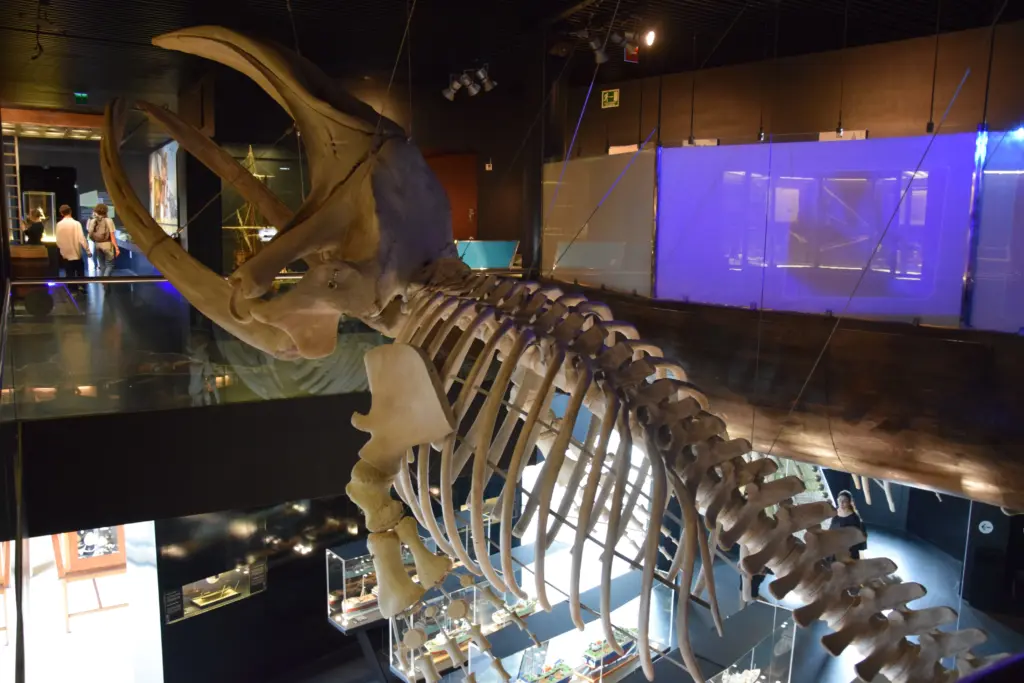 Grande scheletro di balena esposto nell’Aquarium di San Sebastián